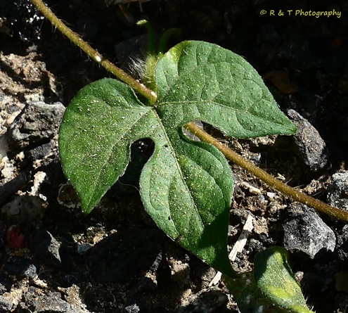{Ipomoea hederacea}
